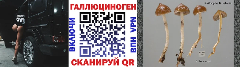 МЕГА ССЫЛКА  Салаир  Галлюциногенные грибы мицелий 